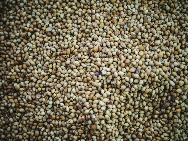 Foxtail Millet