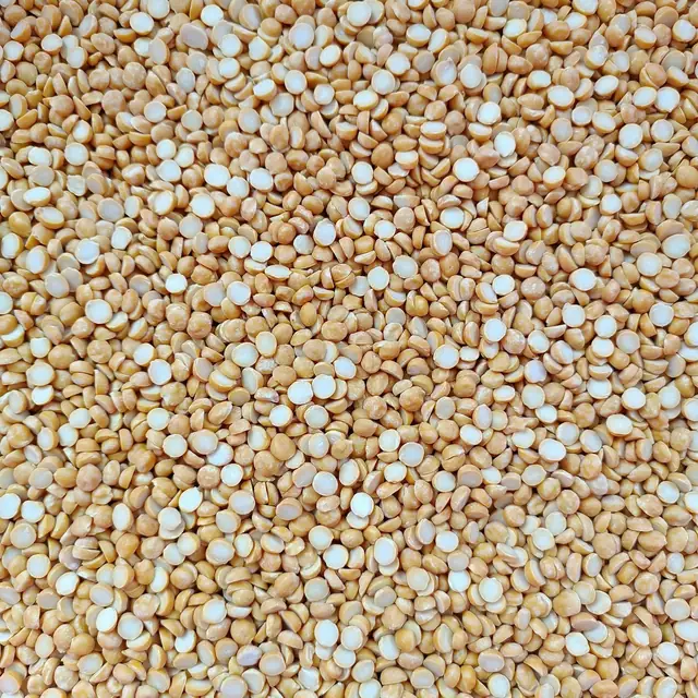 Sorghum (Jowar)